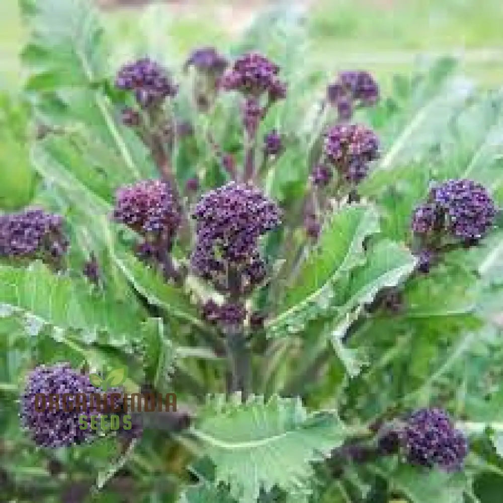 Purple Sprouting Early Broccoli Seeds For Planting - Premium Quality Gardening