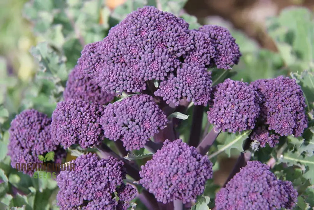 Purple Sprouting Early Broccoli Seeds For Planting - Premium Quality Gardening