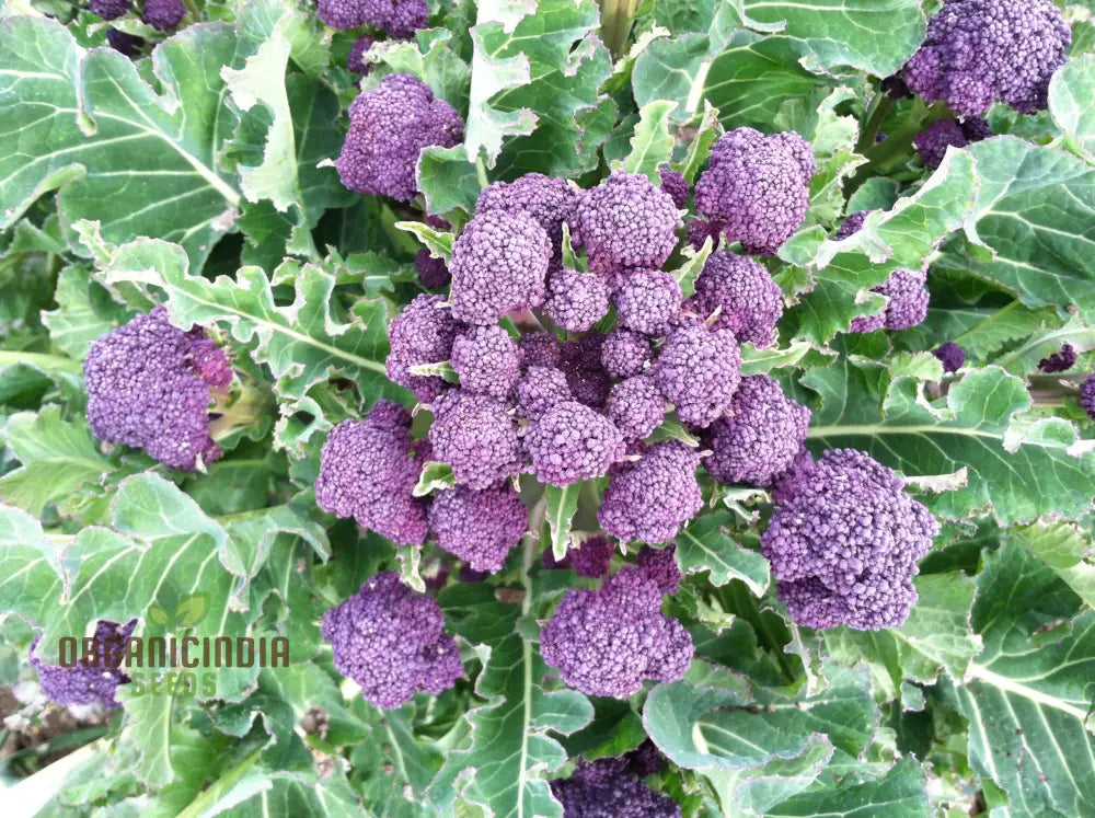 Purple Sprouting Early Broccoli Seeds For Planting - Premium Quality Gardening