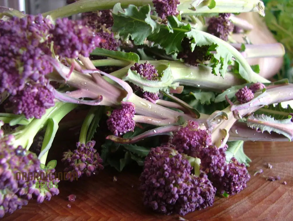 Purple Sprouting Early Broccoli Seeds For Planting - Premium Quality Gardening