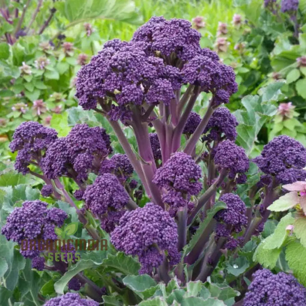 Purple Sprouting Early Broccoli Seeds For Planting - Premium Quality Gardening