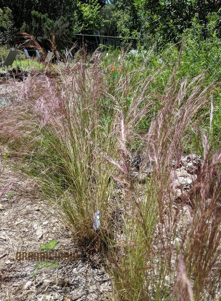 Purple Three Awn Seeds - Aristida Purpurea For Natural Landscaping (100 Seeds) Flower Seeds