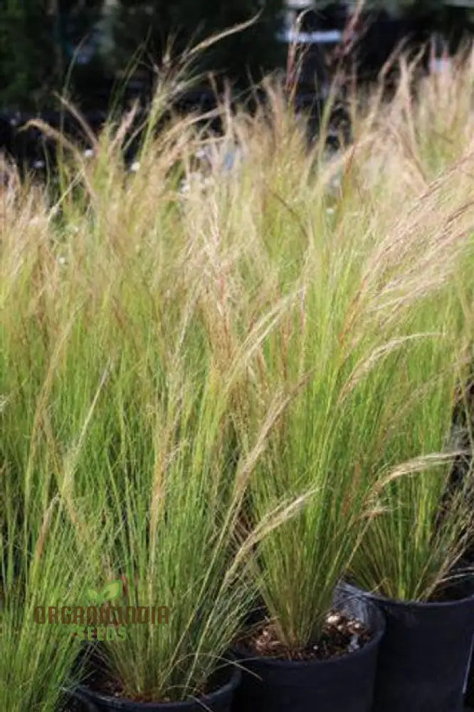 Purple Three Awn Seeds - Aristida Purpurea For Natural Landscaping (100 Seeds) Flower Seeds