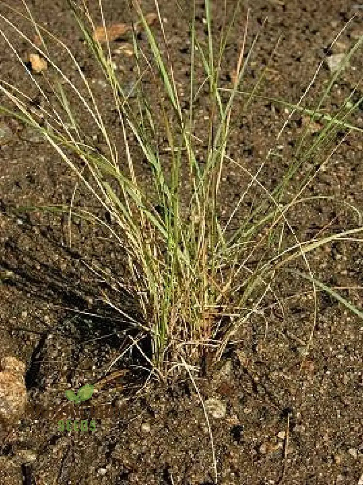 Purple Three Awn Seeds - Aristida Purpurea For Natural Landscaping (100 Seeds) Flower Seeds