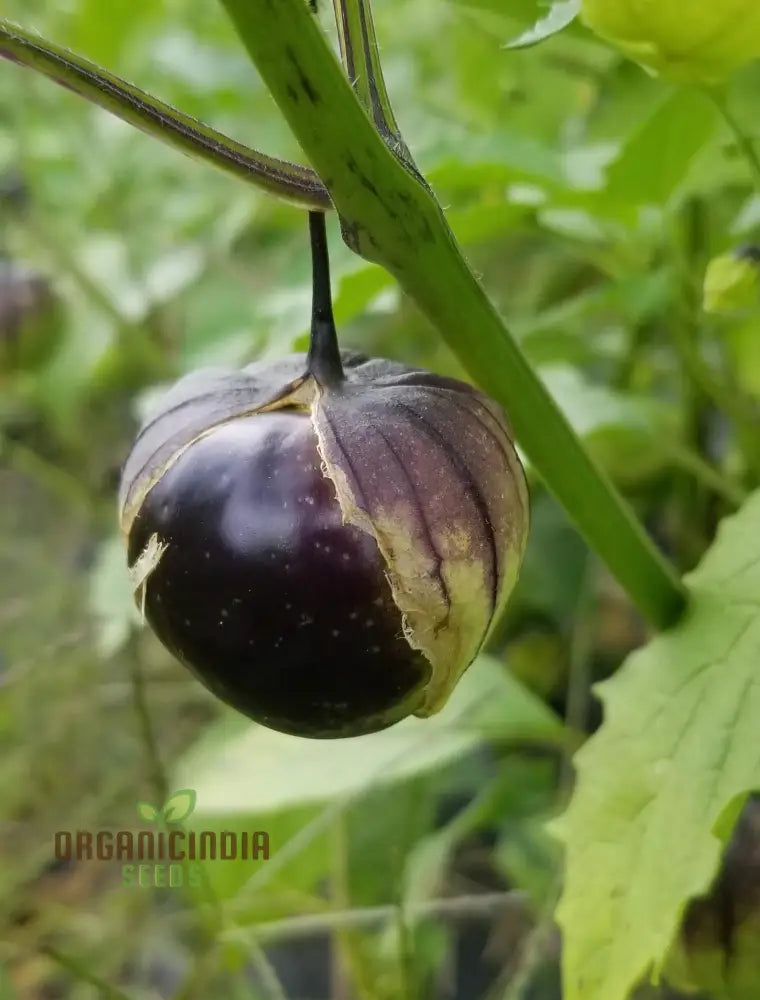 Purple Tomatillo Vegetable Seeds Expert Tips For Successful Planting And Gardening