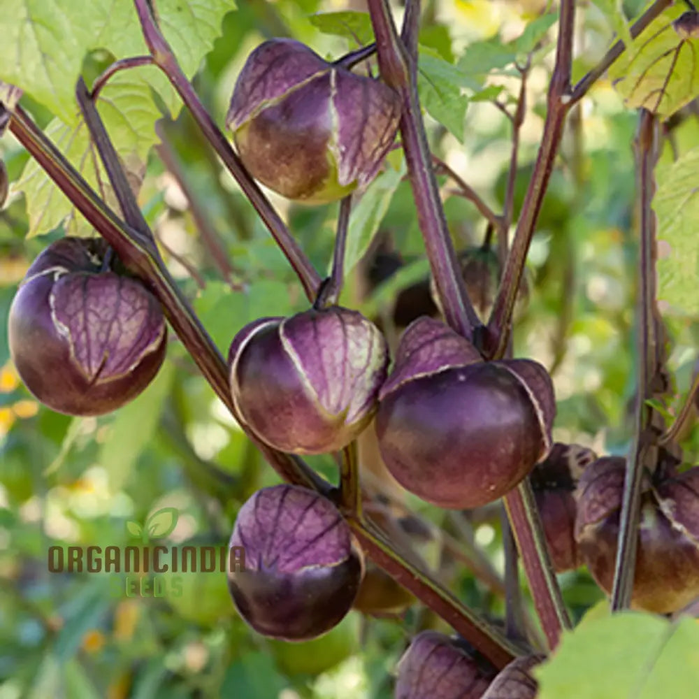 Purple Tomatillo Vegetable Seeds Expert Tips For Successful Planting And Gardening