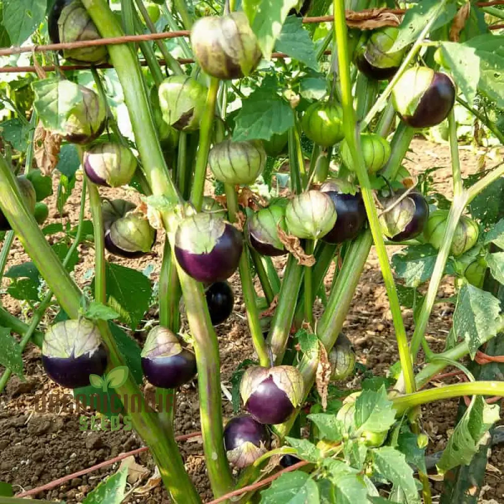 Purple Tomatillo Vegetable Seeds Expert Tips For Successful Planting And Gardening