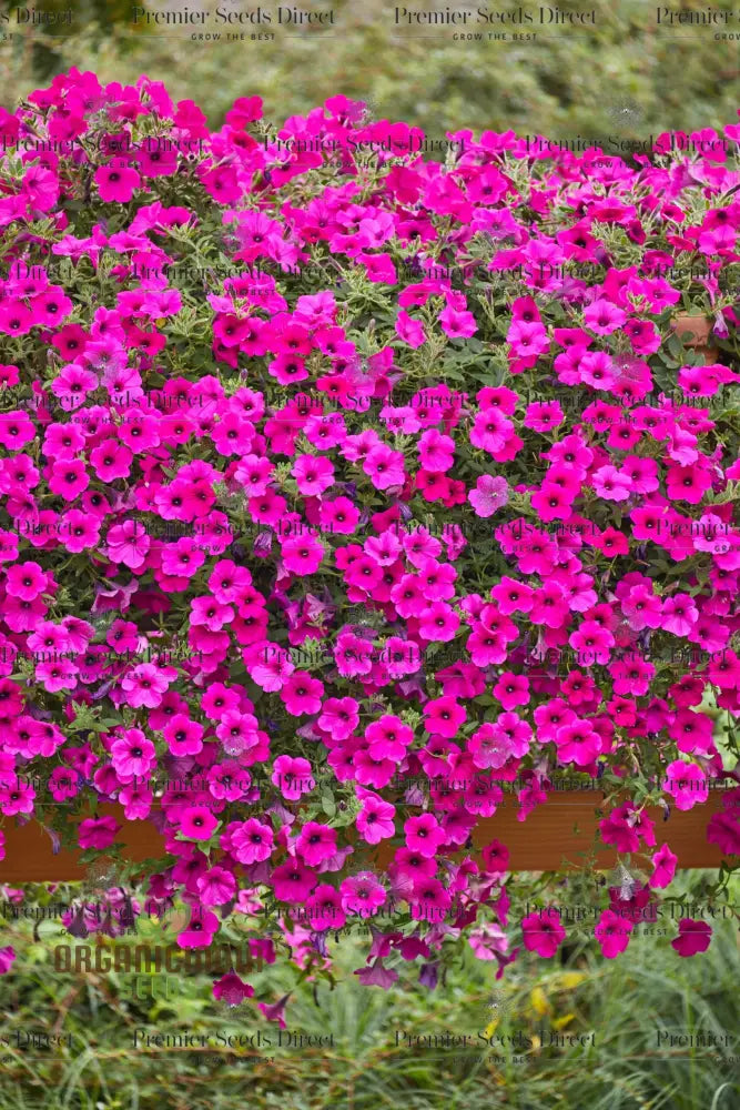 Purple Velvet Petunia Flower Seeds For Gardening & Planting - 100 Pcs