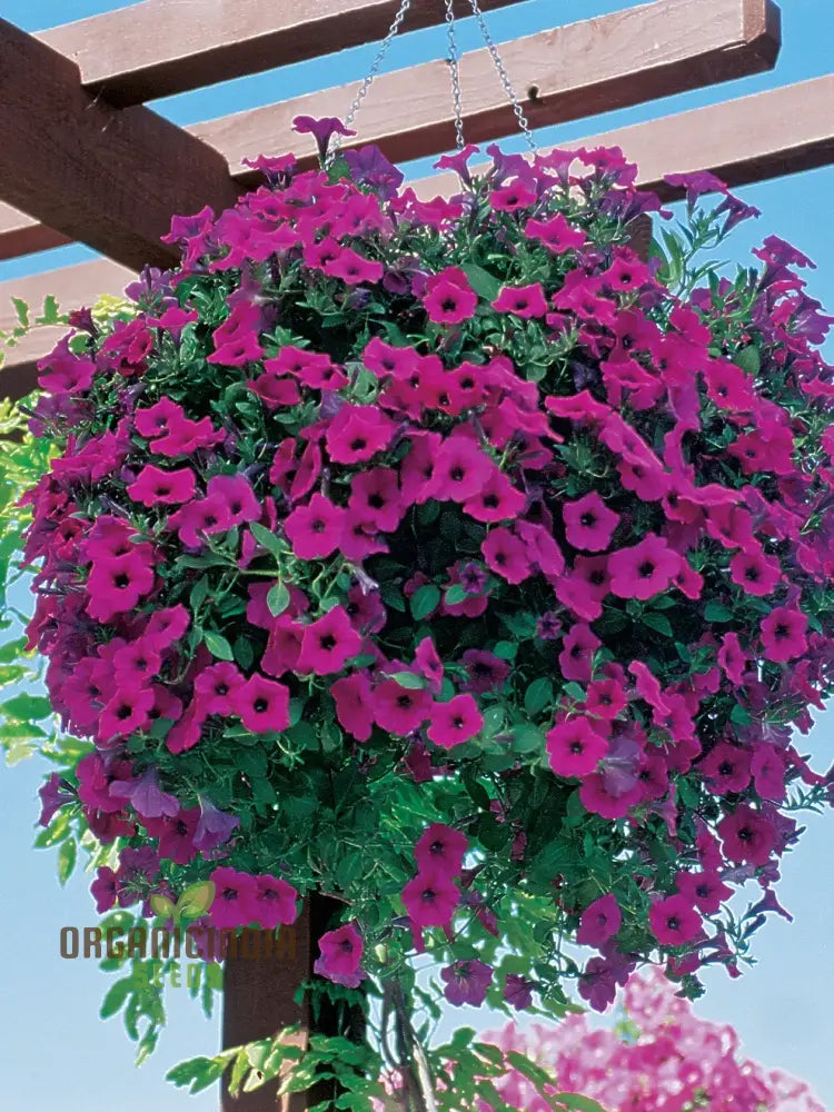 Purple Velvet Petunia Flower Seeds For Gardening & Planting - 100 Pcs