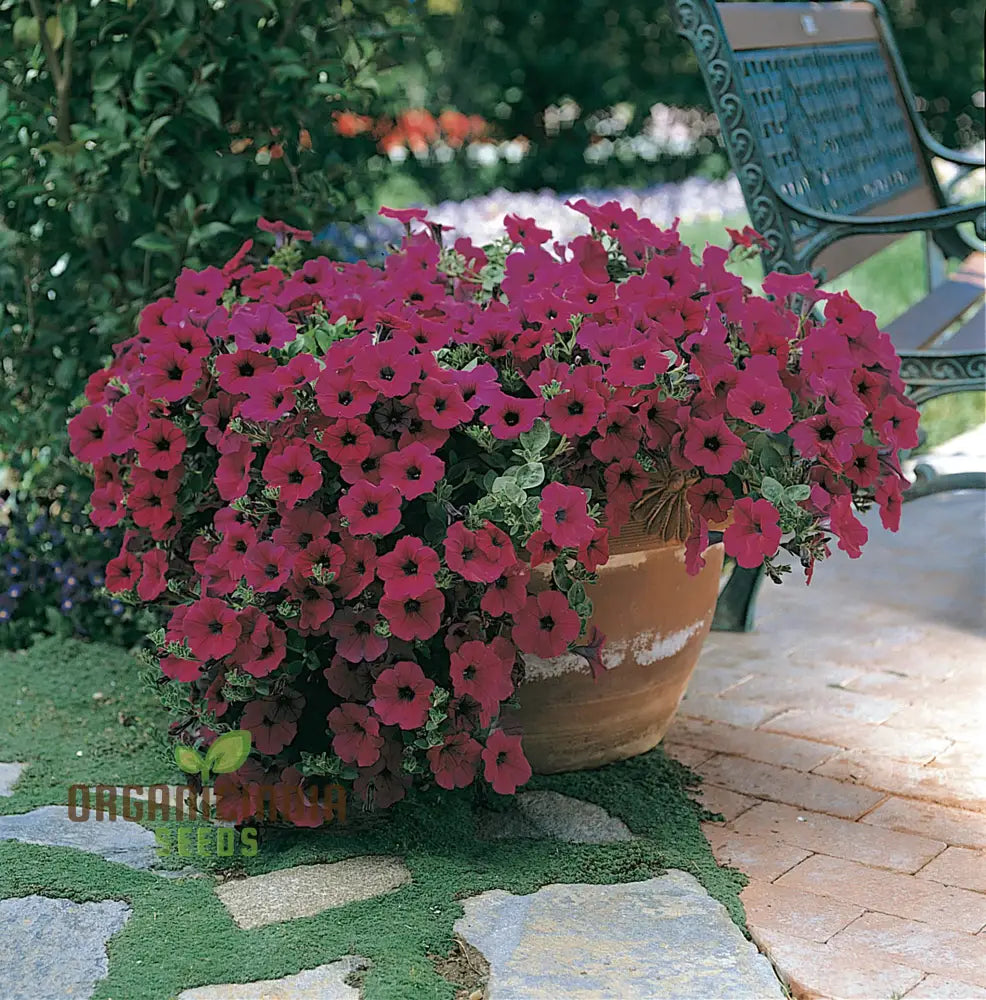 Purple Velvet Petunia Flower Seeds For Gardening & Planting - 100 Pcs