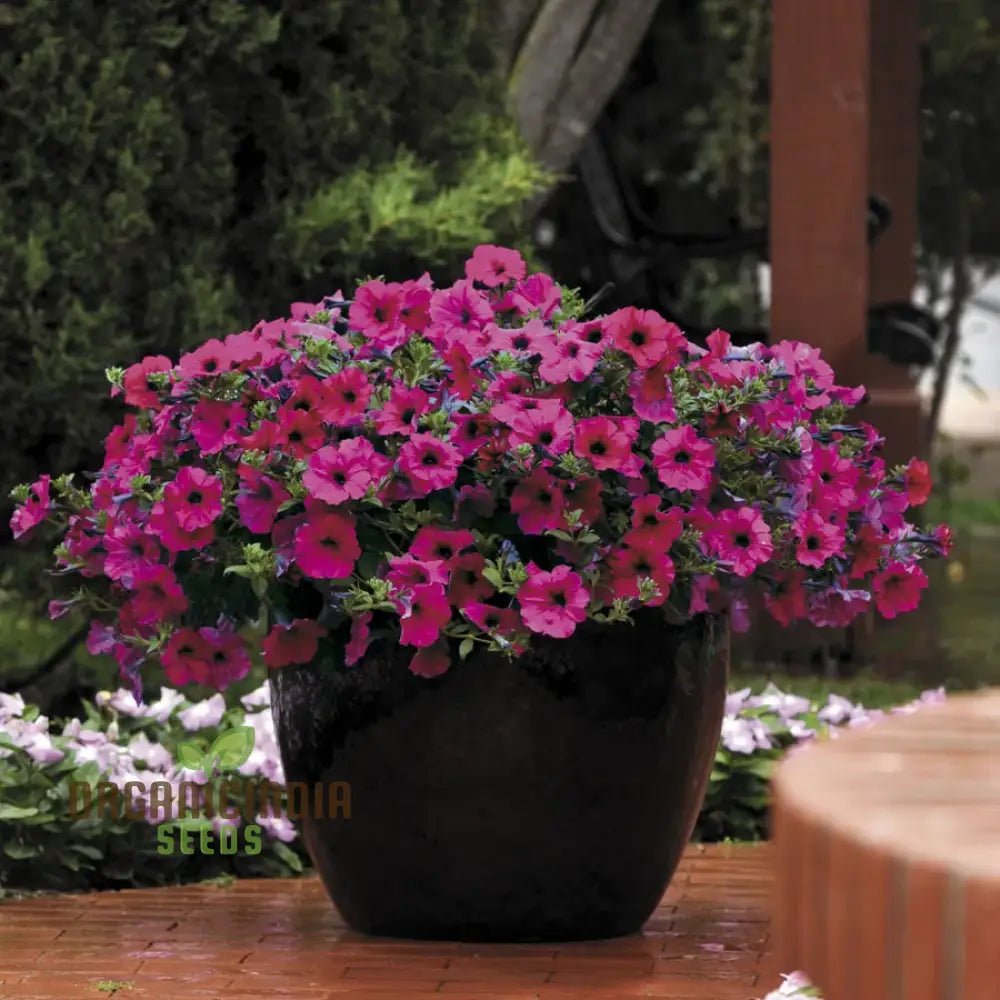 Purple Velvet Petunia Flower Seeds For Gardening & Planting - 100 Pcs