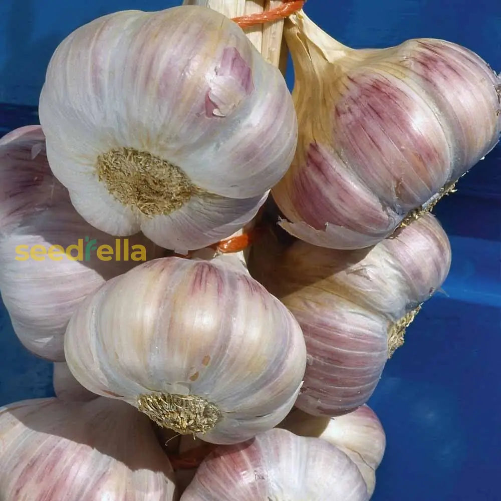 Purple & White Garlic Seeds For Planting Vegetable Seeds