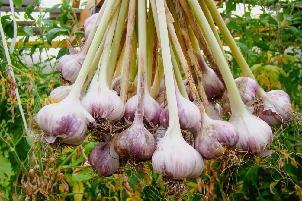 Purple & White Garlic Seeds For Planting Vegetable Seeds