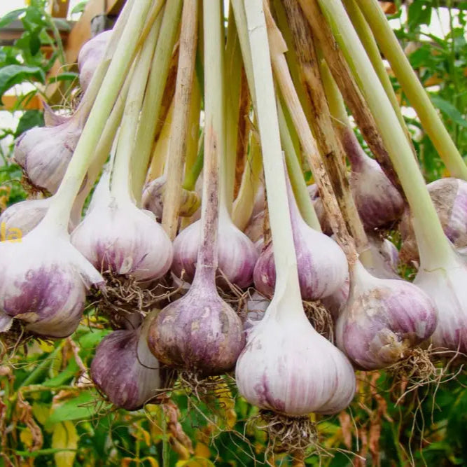 Purple & White Garlic Seeds For Planting Vegetable Seeds