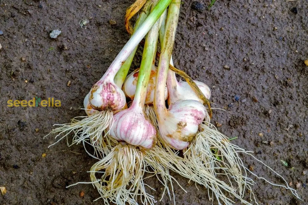 Purple & White Garlic Seeds For Planting Vegetable Seeds