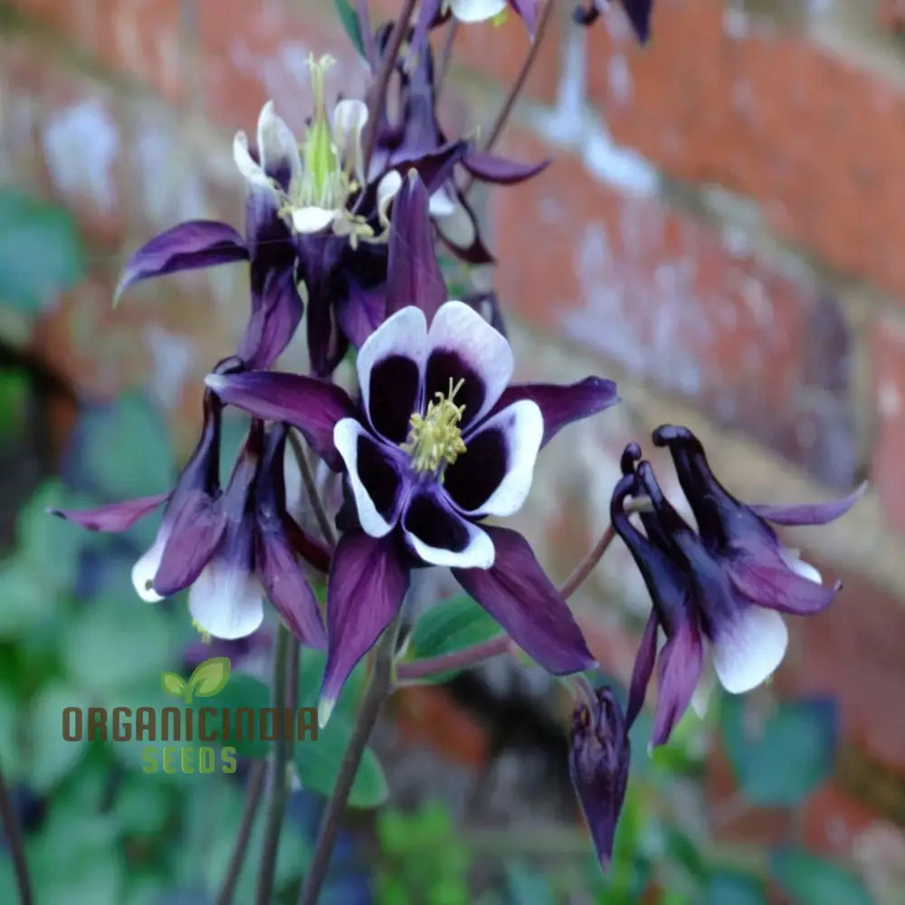 Purple White William Guiness Flower Seeds Stunning And Unique Garden Striking Bi-Color Blooms Seeds