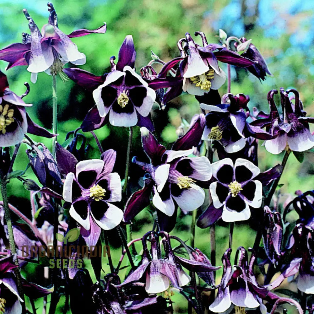 Purple White William Guiness Flower Seeds Stunning And Unique Garden Striking Bi-Color Blooms Seeds