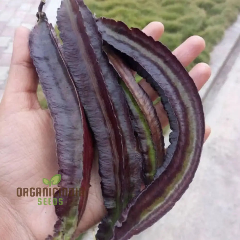 Purple Winged Bean Vegetable Seeds - Exotic And Nutritious Additions To Your Garden