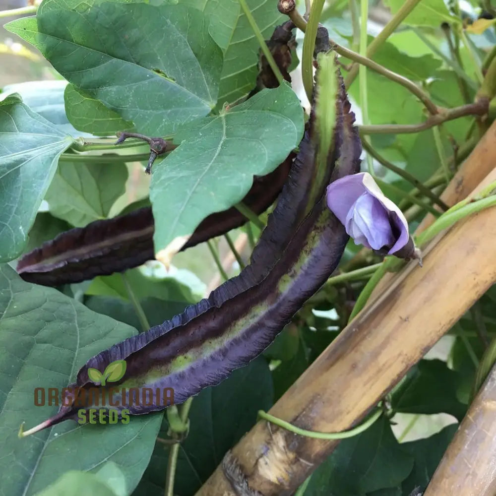 Purple Winged Bean Vegetable Seeds - Exotic And Nutritious Additions To Your Garden