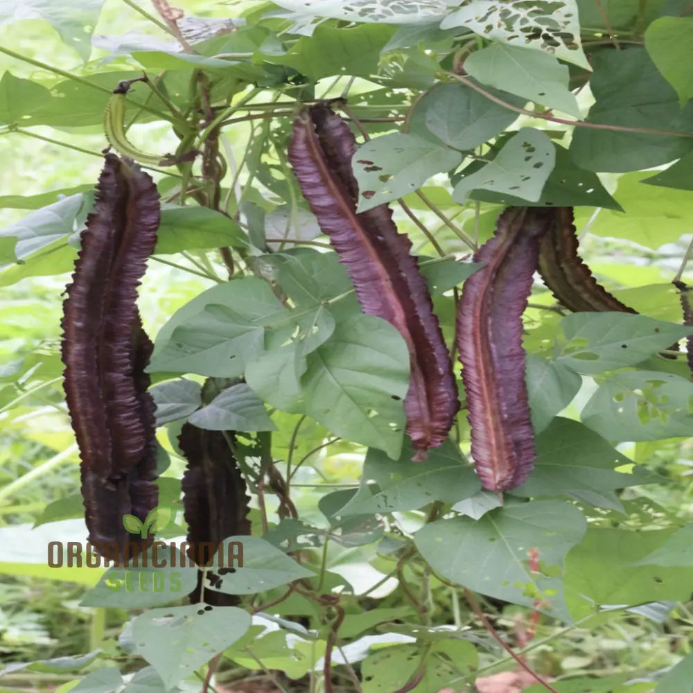 Purple Winged Bean Vegetable Seeds - Exotic And Nutritious Additions To Your Garden