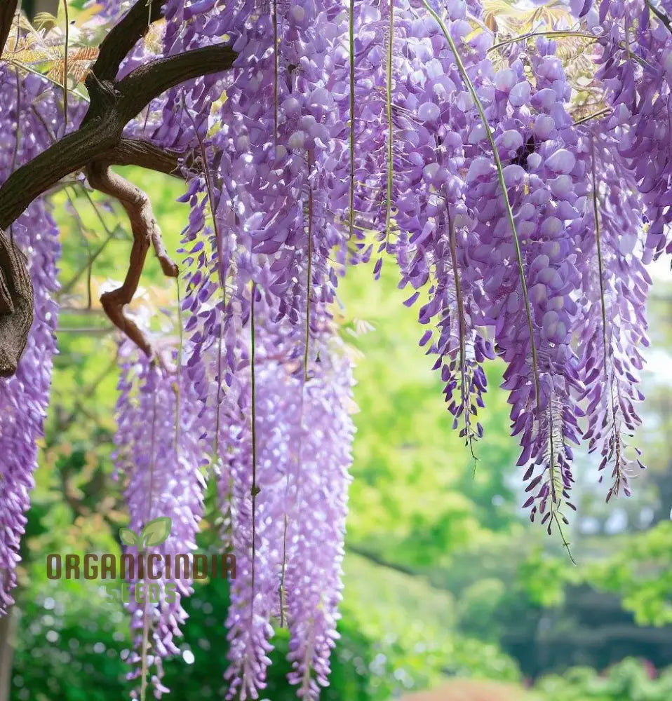 Purple Wisteria Fresh Seeds For Gardening Enthusiasts Sinensis Vine