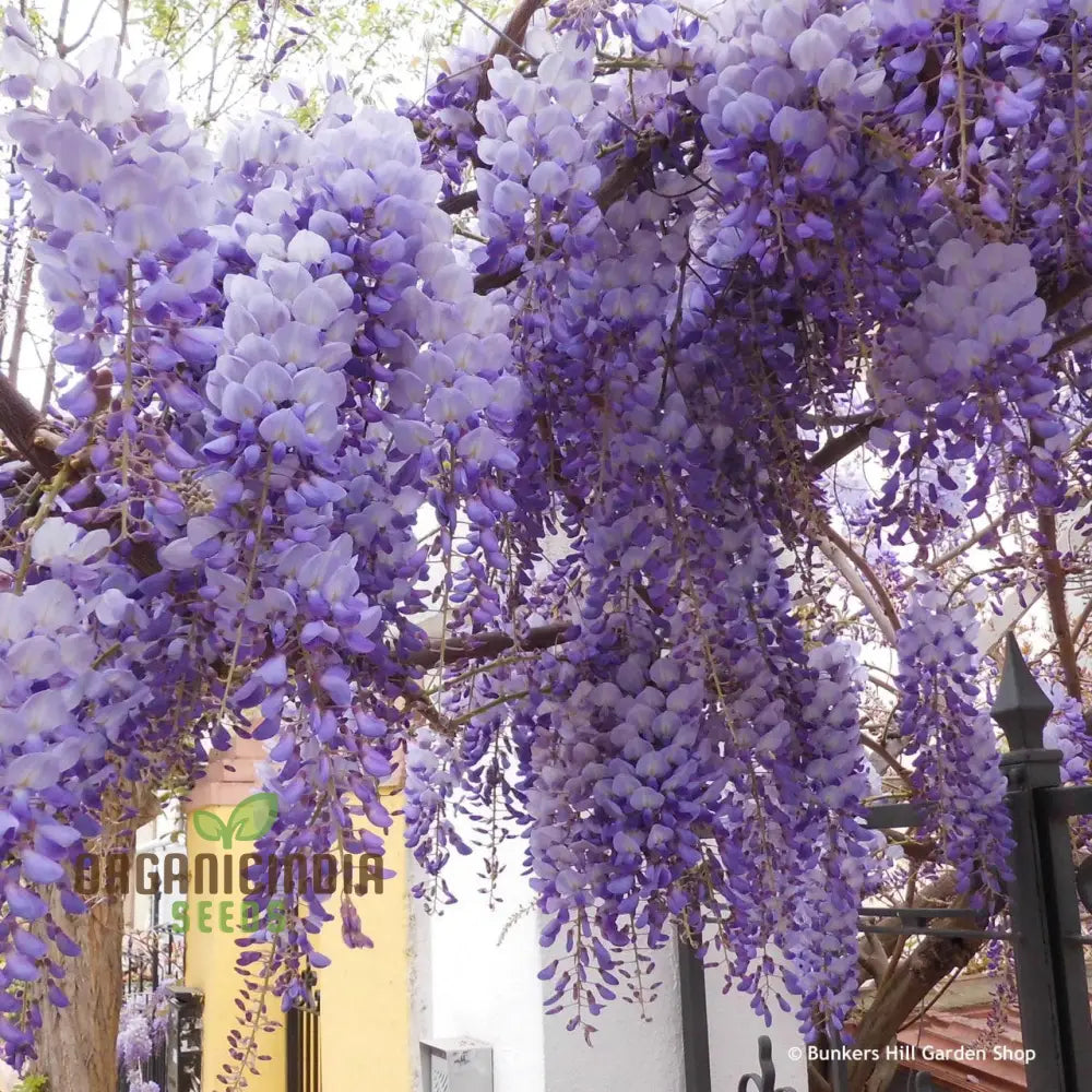 Purple Wisteria Fresh Seeds For Gardening Enthusiasts Sinensis Vine