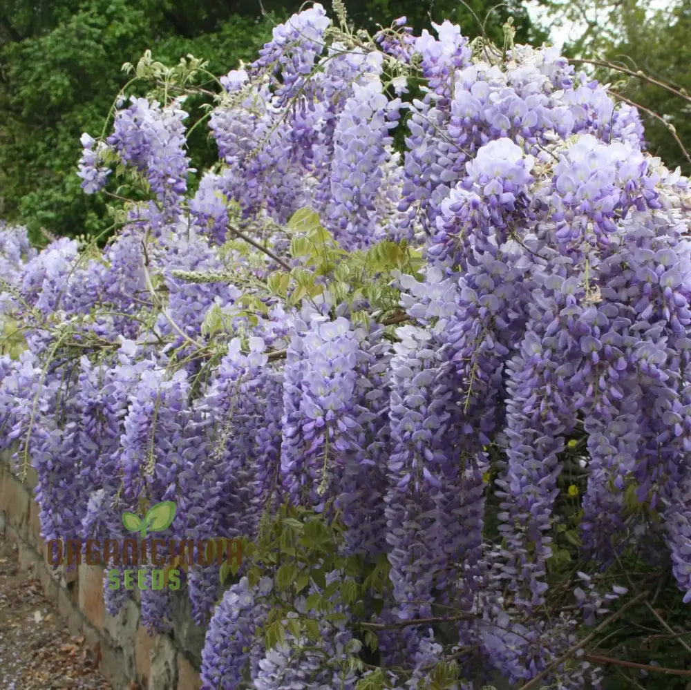 Purple Wisteria Fresh Seeds For Gardening Enthusiasts Sinensis Vine