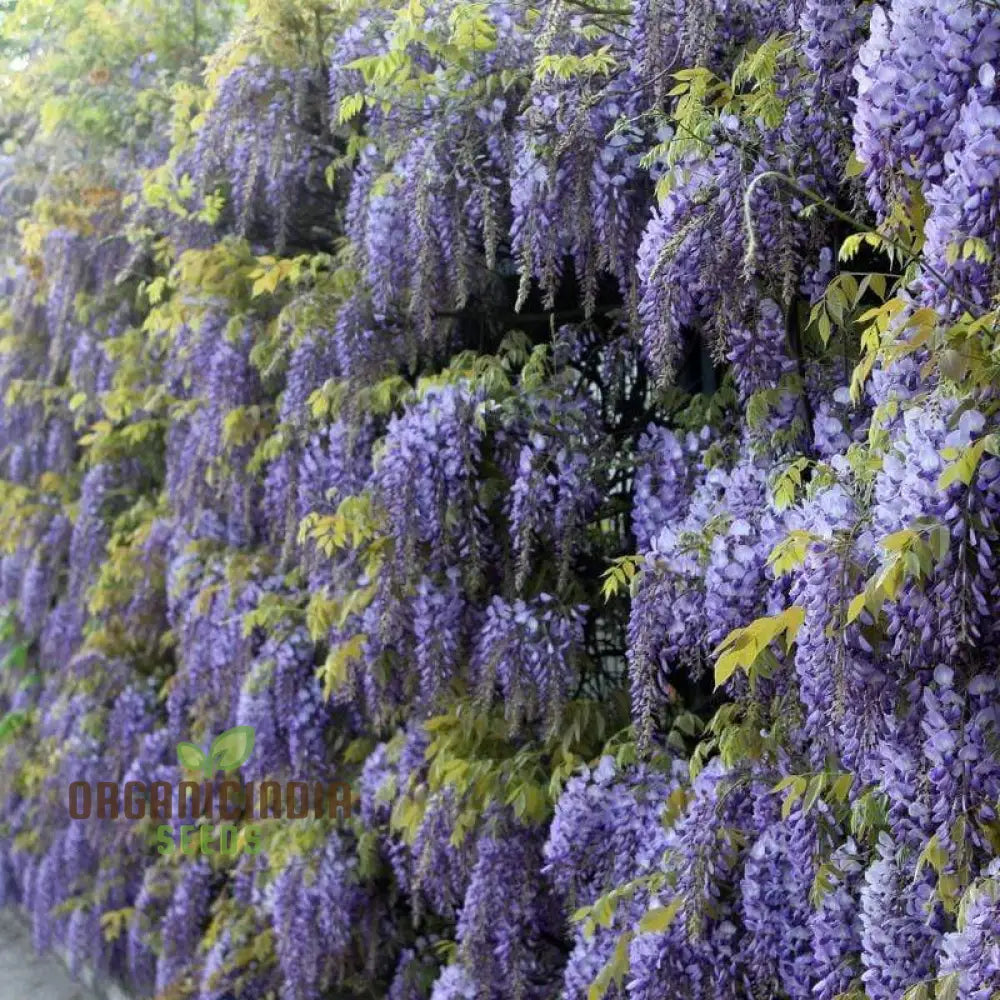 Purple Wisteria Fresh Seeds For Gardening Enthusiasts Sinensis Vine