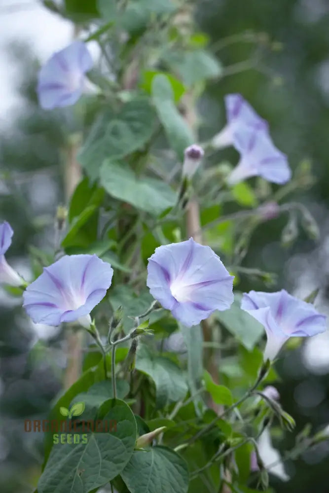 Purpurea Dacapo Light Blue - Perfect For Gardeners Seeking Vibrant Long-Lasting Blooms