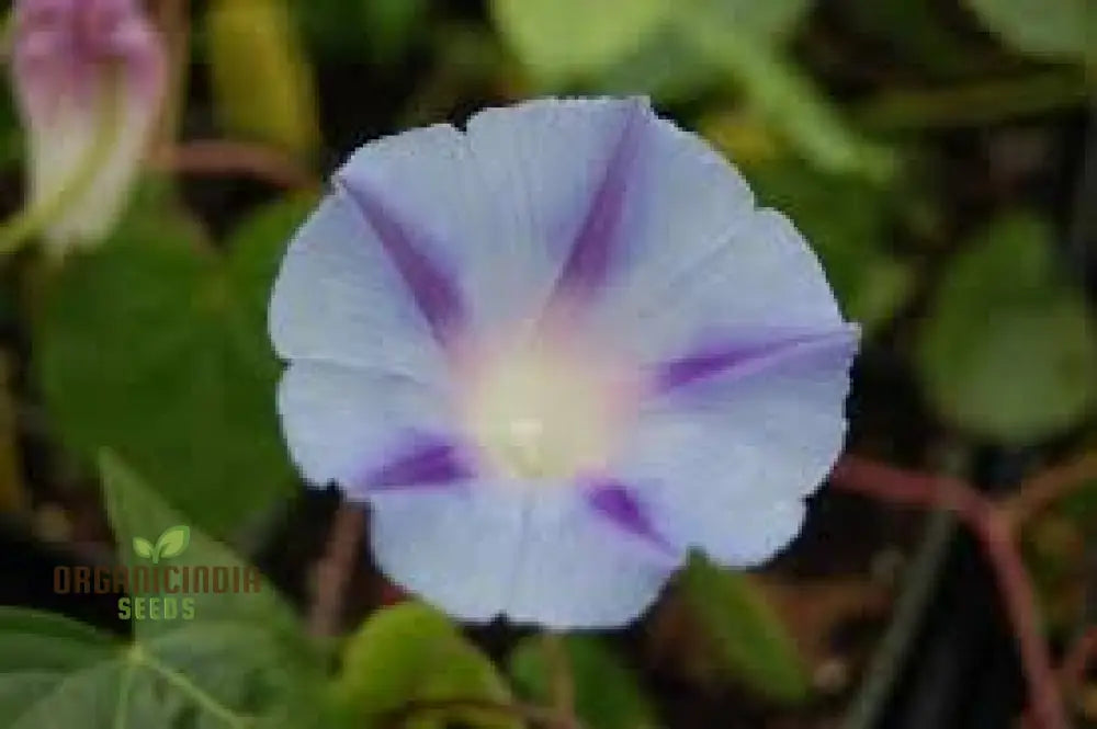 Purpurea Dacapo Light Blue - Perfect For Gardeners Seeking Vibrant Long-Lasting Blooms