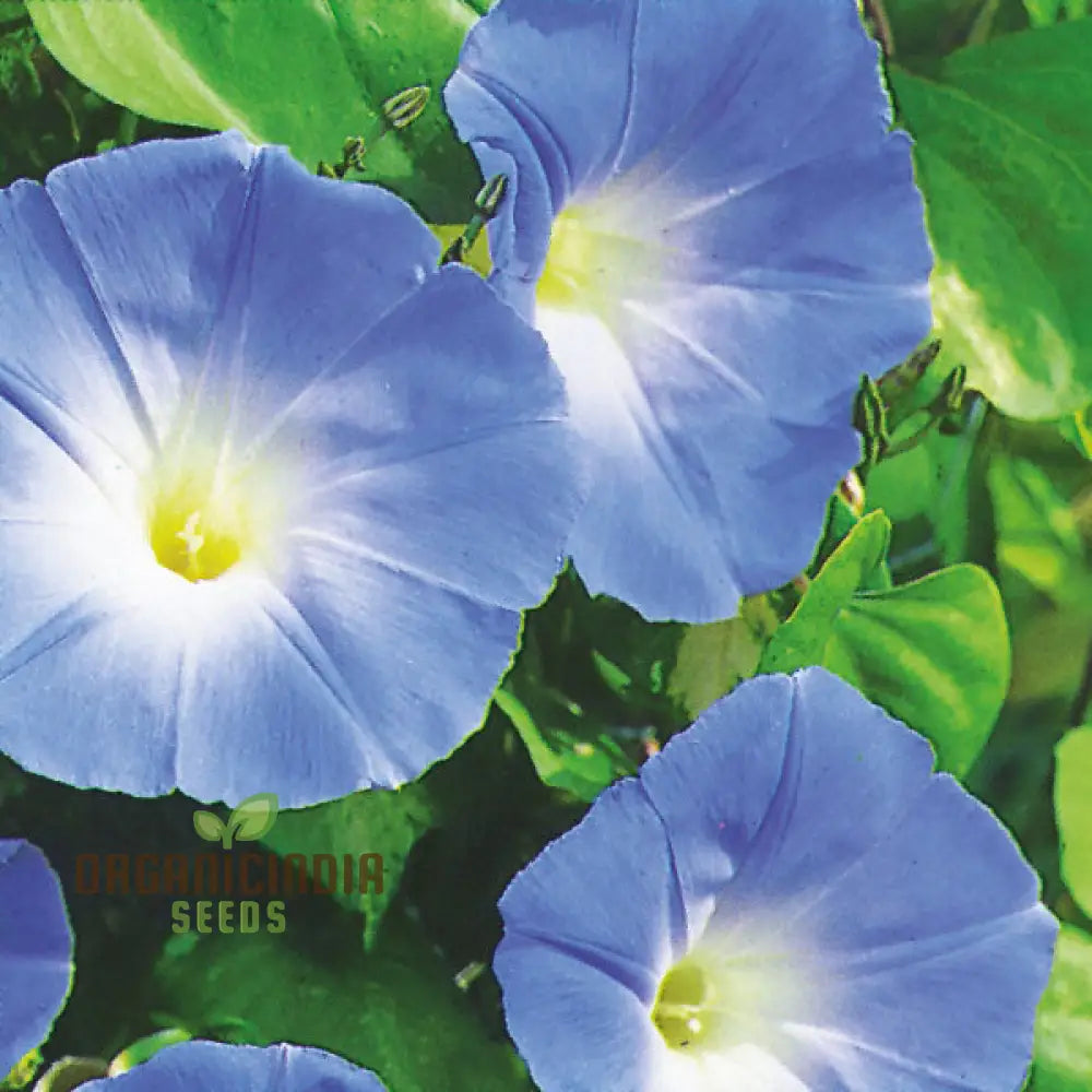 Purpurea Dacapo Light Blue - Perfect For Gardeners Seeking Vibrant Long-Lasting Blooms