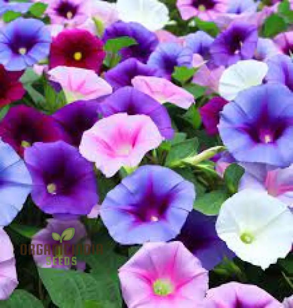 Purpurea Lazy Luxe Mixed Flower Seeds For Planting: A Gardenersâ€™ Dream Collection