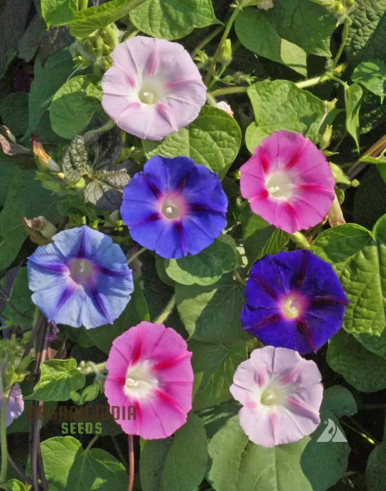 Purpurea Lazy Luxe Mixed Flower Seeds For Planting: A Gardenersâ€™ Dream Collection