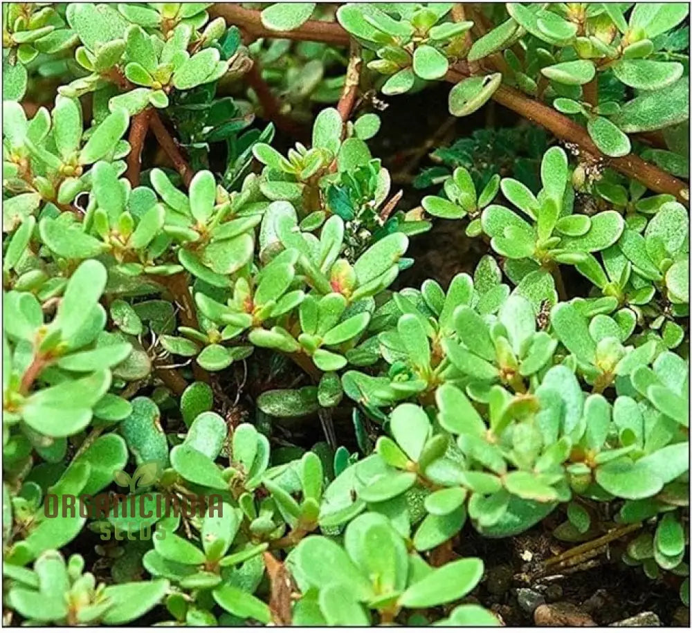 Purslane Green Herb Seeds For Gardening And Planting - 100 Pcs