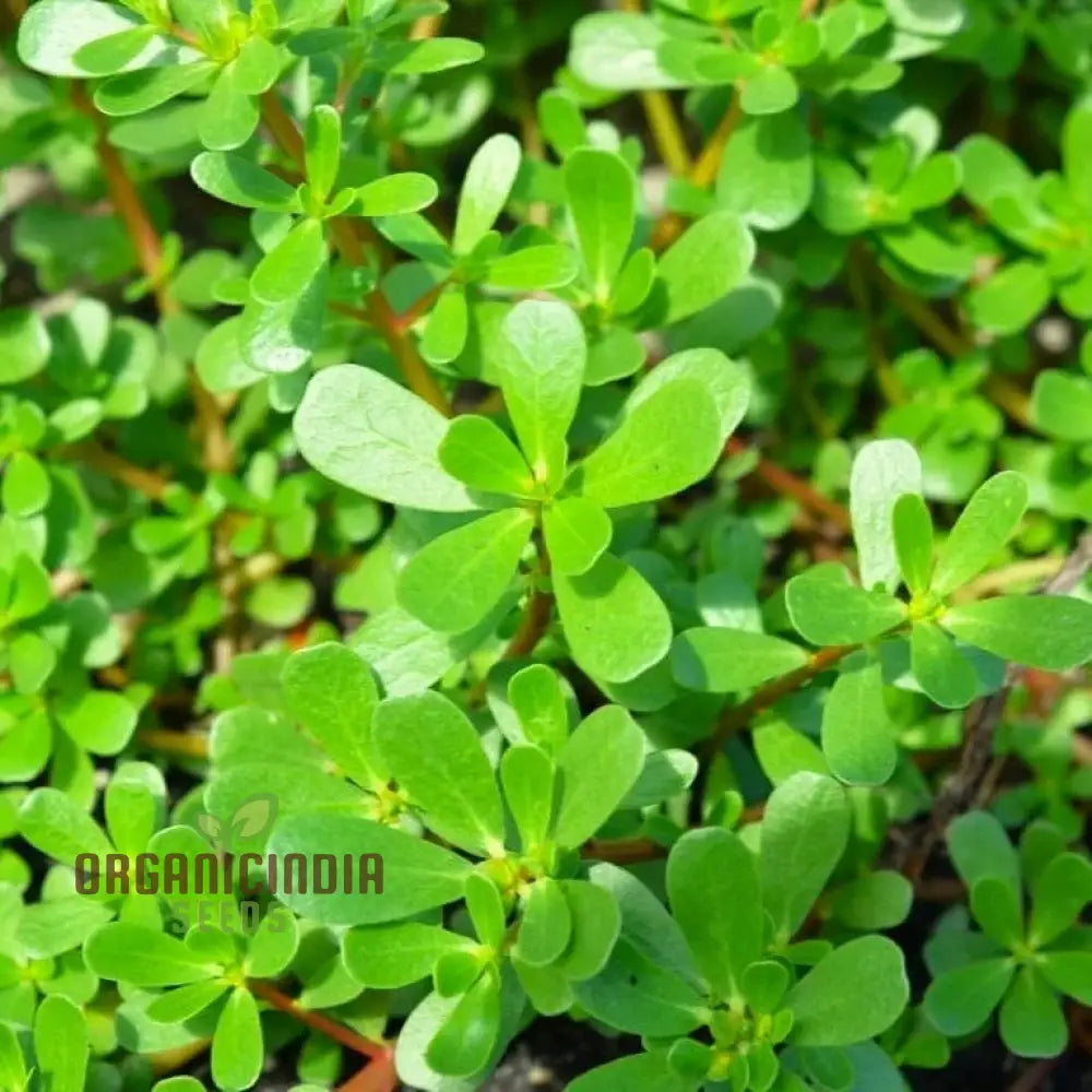 Purslane Green Herb Seeds For Gardening And Planting - 100 Pcs