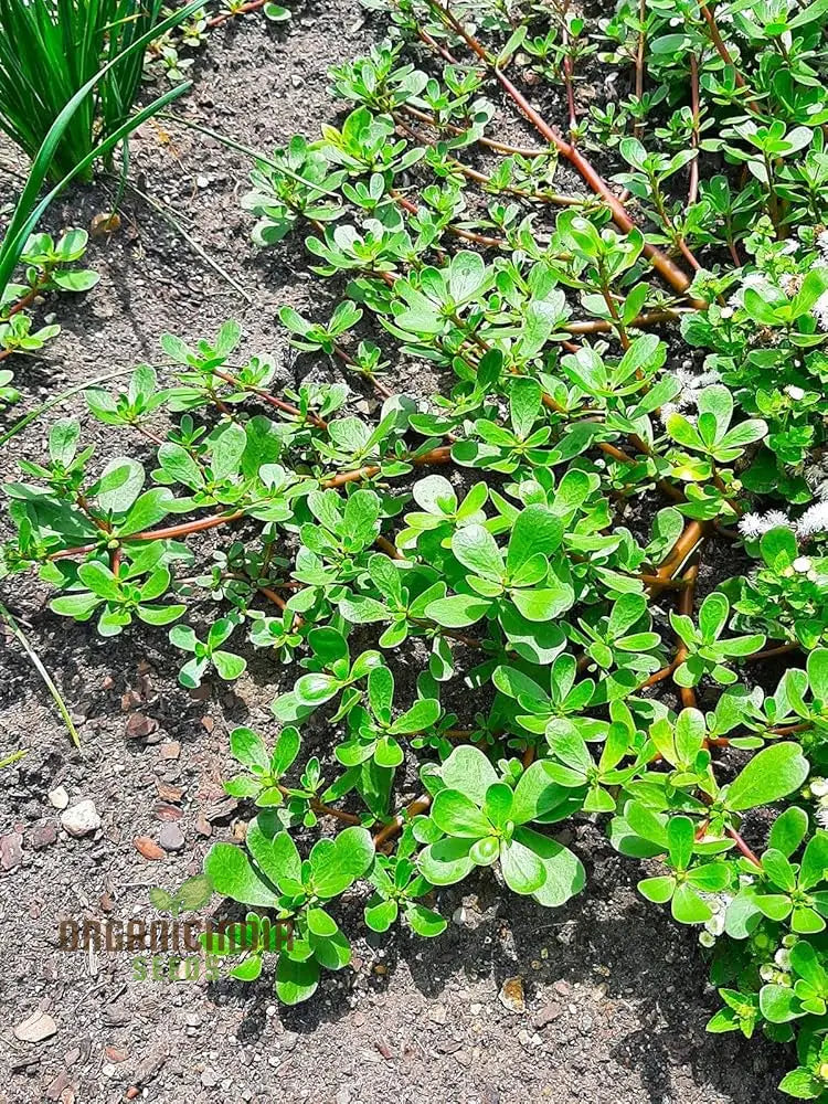 Purslane Green Herb Seeds For Gardening And Planting - 100 Pcs