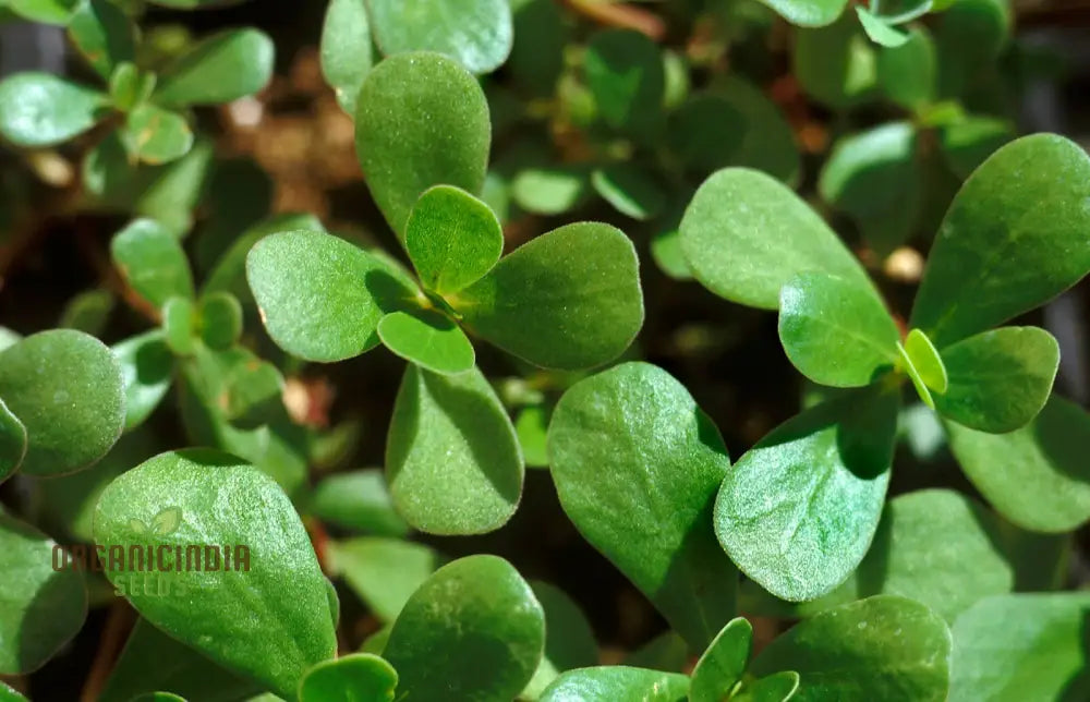 Purslane Green Herb Seeds For Gardening And Planting - 100 Pcs