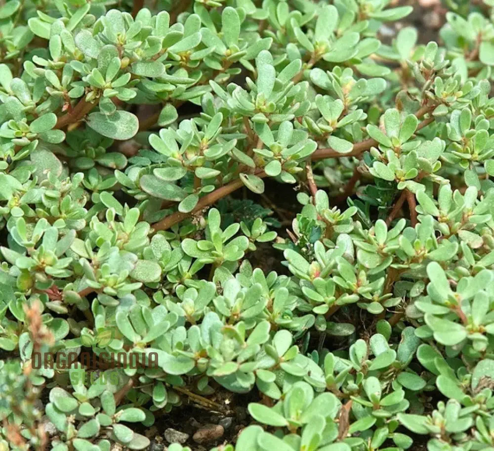 Purslane Green Herb Seeds For Gardening And Planting - 100 Pcs