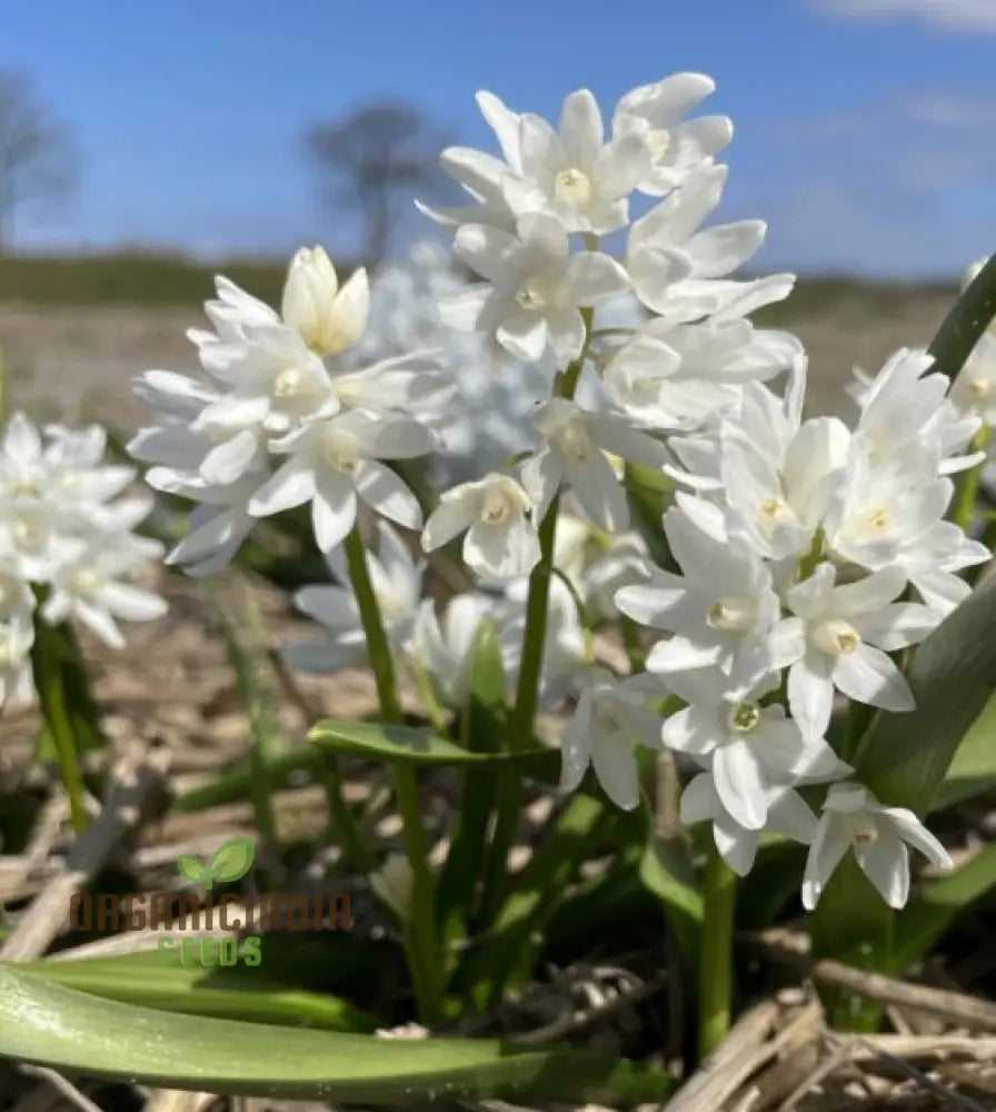 Puschkinia Scilloides Flower Seeds For Planting Early Spring Blooms For A Beautiful Garden