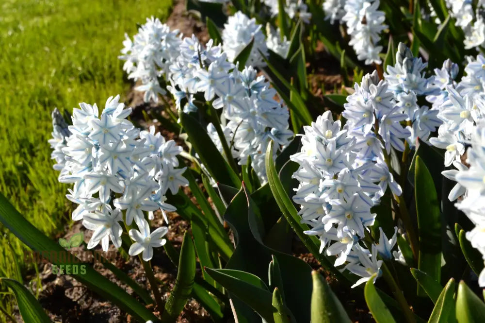 Puschkinia Scilloides Flower Seeds For Planting Early Spring Blooms For A Beautiful Garden