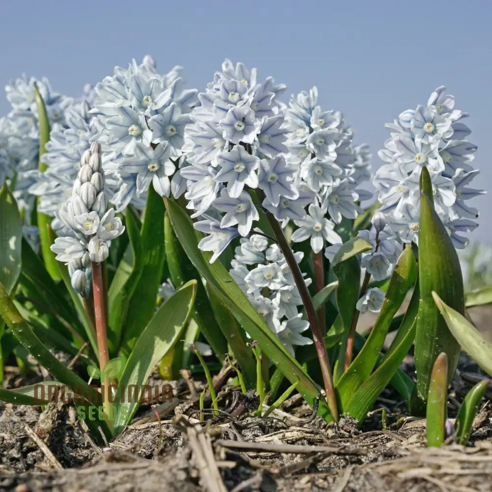 Puschkinia Scilloides Flower Seeds For Planting Early Spring Blooms For A Beautiful Garden