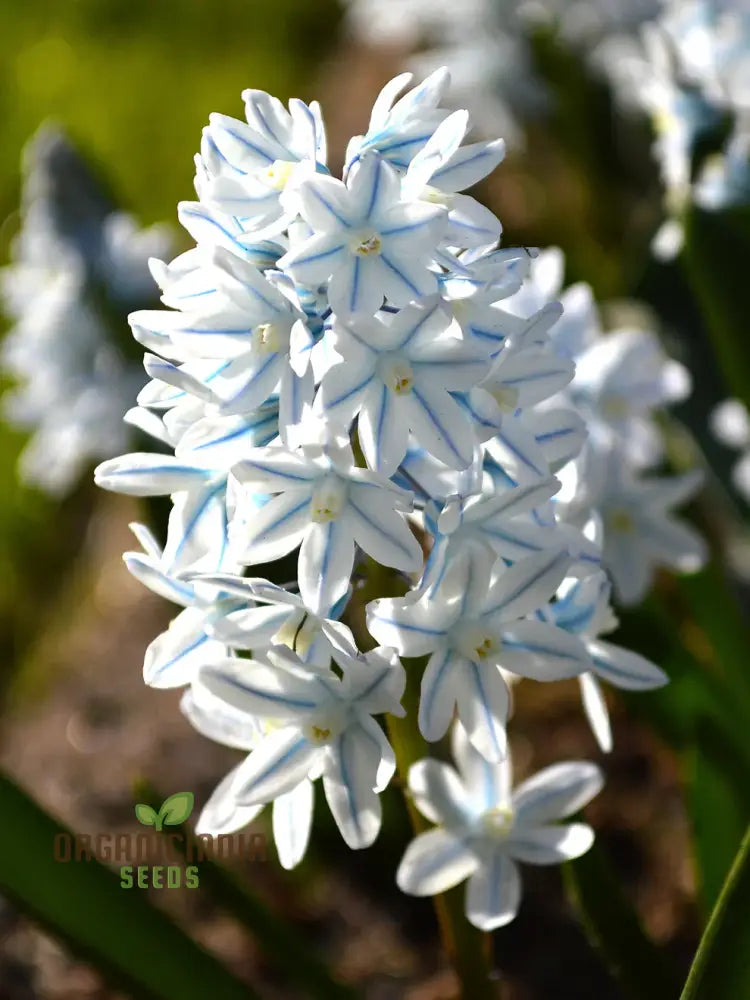 Puschkinia Scilloides Flower Seeds For Planting Early Spring Blooms For A Beautiful Garden