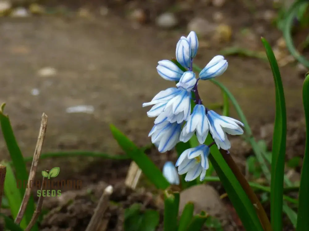 Puschkinia Scilloides Flower Seeds For Planting Early Spring Blooms For A Beautiful Garden