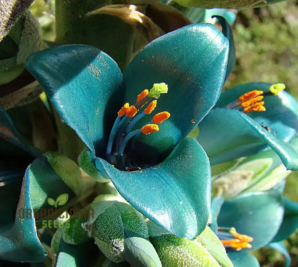 Puya Berteroniana Flower Seeds For Planting Cultivating Stunning And Unique Blooms For Your Garden