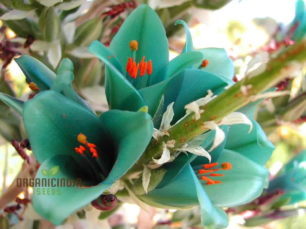 Puya Berteroniana Flower Seeds For Planting Cultivating Stunning And Unique Blooms For Your Garden