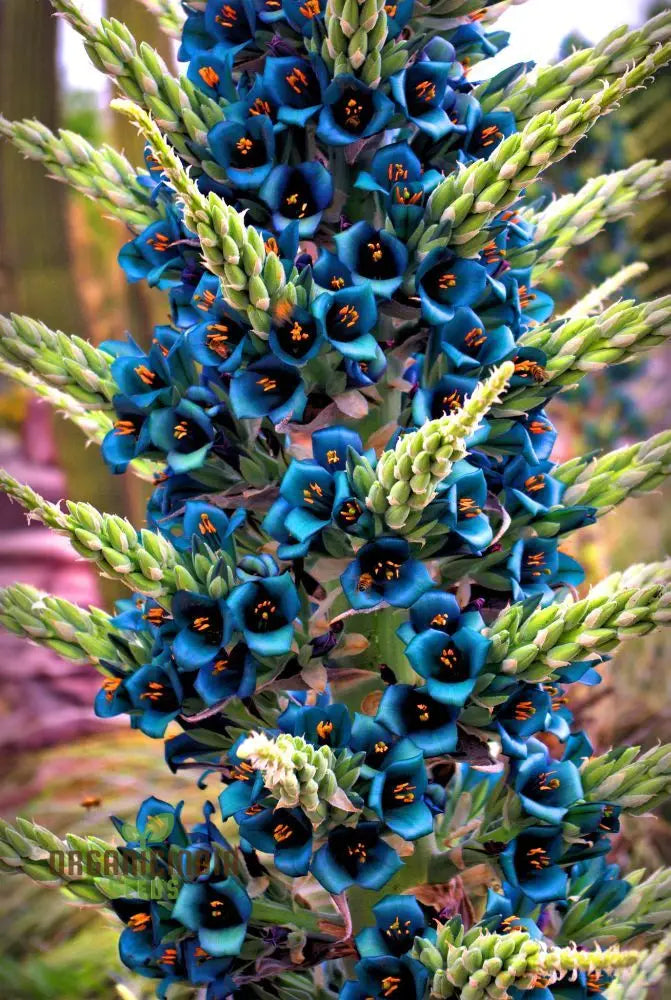 Puya Berteroniana Flower Seeds For Planting Cultivating Stunning And Unique Blooms For Your Garden