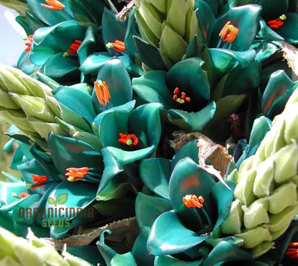 Puya Berteroniana Flower Seeds For Planting Cultivating Stunning And Unique Blooms For Your Garden