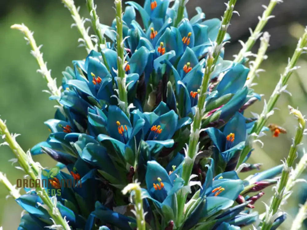 Puya Berteroniana Flower Seeds For Planting Cultivating Stunning And Unique Blooms For Your Garden