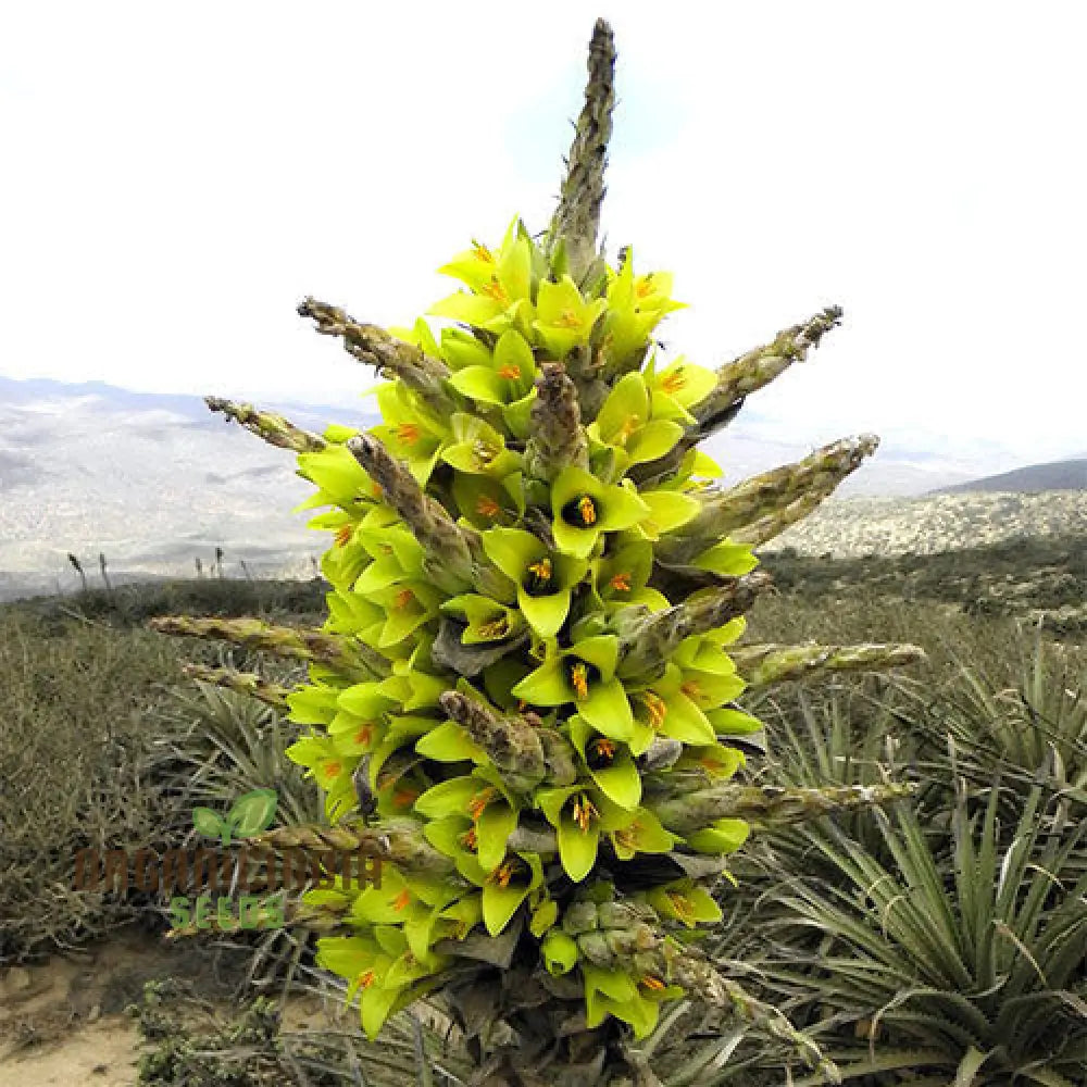 Puya Chilensis Flower Seeds For Planting Growing Bold And Exquisite Blooms For Your Garden