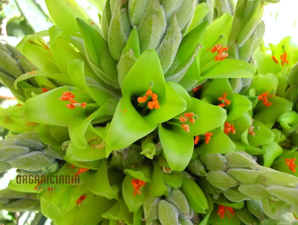 Puya Chilensis Flower Seeds For Planting Growing Bold And Exquisite Blooms For Your Garden